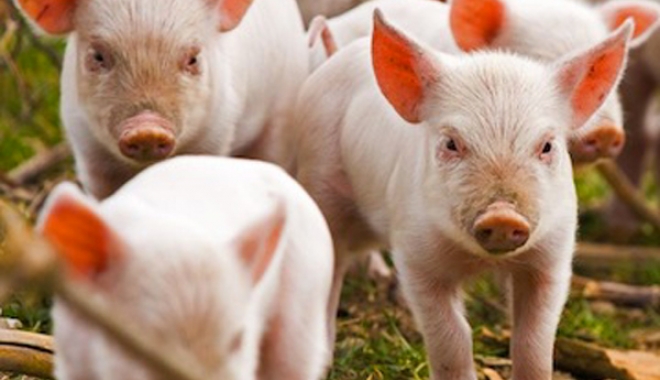Scad efectivele de porcine - scadefectiveledeporcine-1505464672.jpg