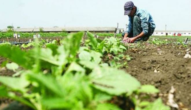 Schemele de plată din agricultură, pentru 2015 - schemedeplata-1428583110.jpg