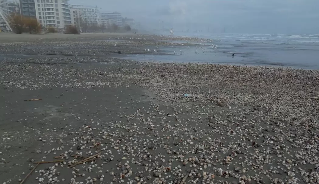 Mamaia după furtuni. Plaja, transformată într-un câmp de scoici și rapane - scoici-1769608568.webp