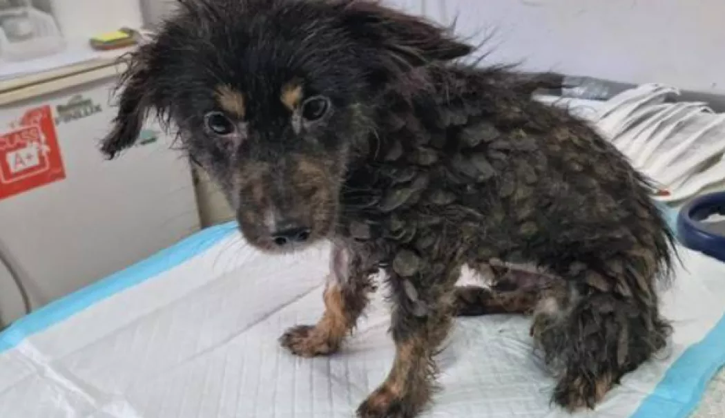 21 de animale salvate dintr-un imobil insalubru din Sectorul 3 al Capitalei. Intervenție a autorităților - screenshot-20260425-141409-1777115662.webp