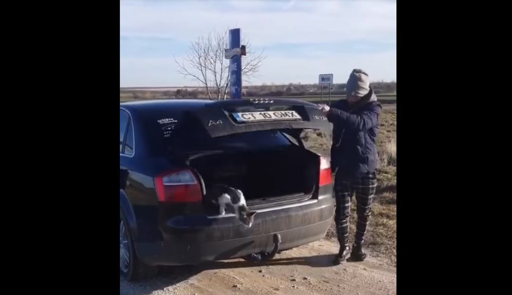 Au arătat pe internet cum au abandonat o pisică pe câmp, iar acum sunt căutați de autorități - screenshot-272-1736431797.jpg