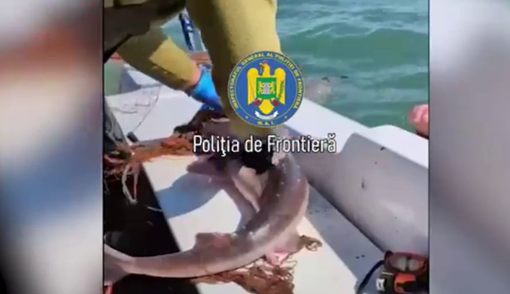 Captură impresionantă, descoperită de Garda de Coastă! Polițiștii au eliberat un rechin din plase