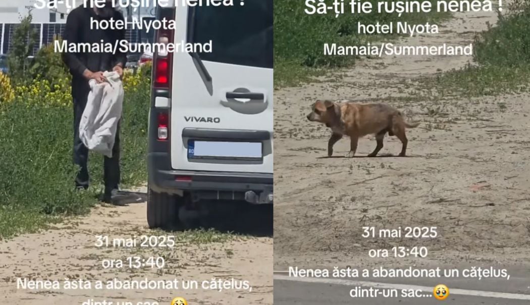 Amendă record pentru bărbatul care și-a abandonat câinele în stațiunea Mamaia