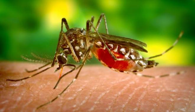Două cazuri de meningo-encefalită West Nile, confirmate la noi - screenshot20120822at24300pm-1441996887.jpg