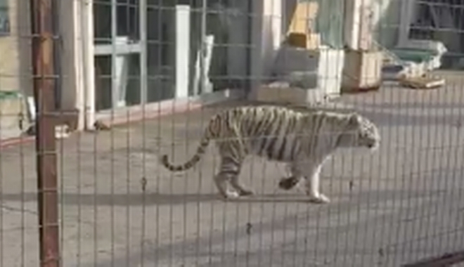 PANICĂ! Un tigru a evadat de la circ și s-a plimbat pe străzile orașului - screenshot20170128at163912138376-1485680940.jpg