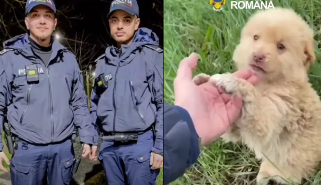 Misiune specială la Siliștea. Polițiștii au salvat doi câini abandonați - screenshot21-1774777195.webp