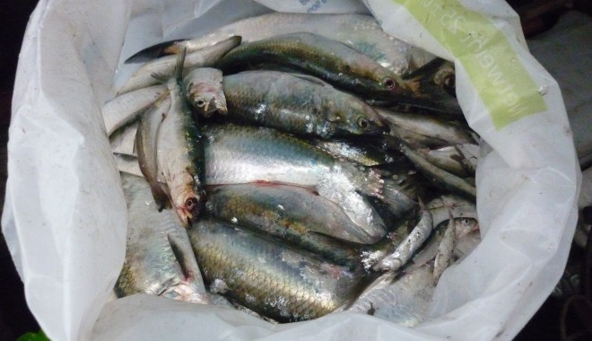 Prins cu 25 de kilograme de scrumbie în portbagaj - scrumbie-1333533710.jpg