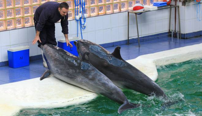 Scufundări alături de delfinii CHAN CHAN și NI NI - scufundari-1424787539.jpg