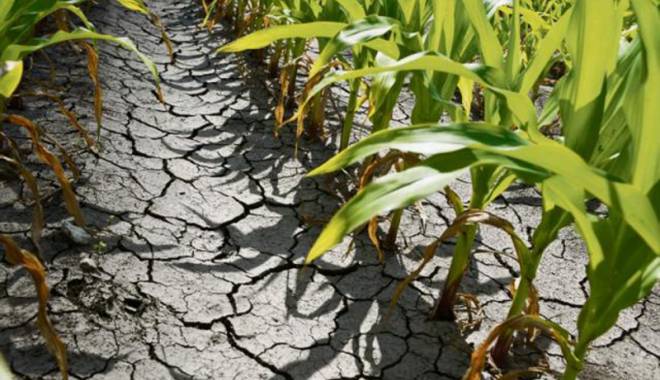Se anulează impozitul pe venitul agricol pentru culturile calamitate în 2013 - seanuleaza-1429450695.jpg