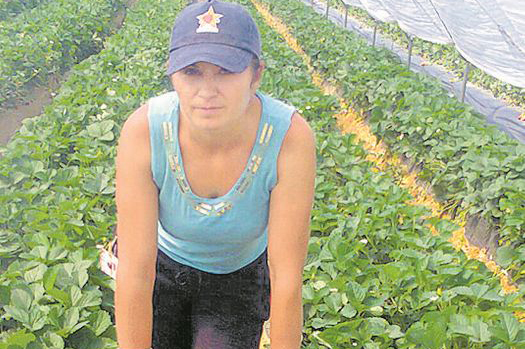 Joburi în străinătate. Se caută muncitori în agricultură - secauta-1557766417.jpg