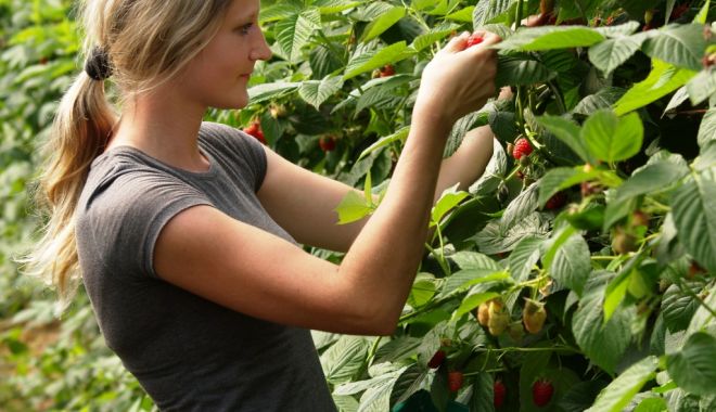 Se caută lucrători pentru agricultura din Spania - secauta-1579034977.jpg