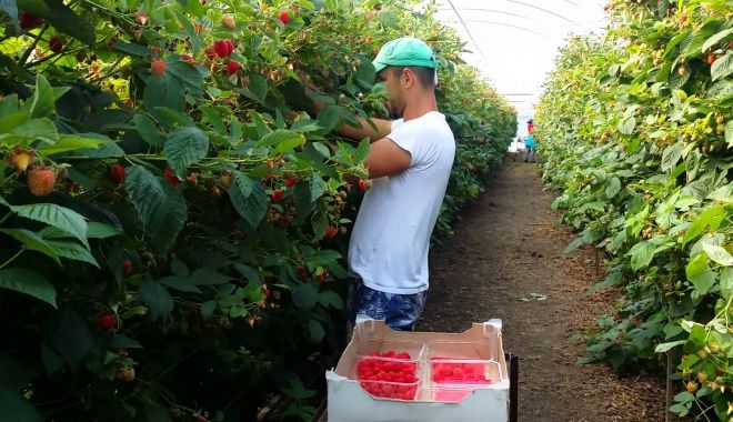 Se caută culegători de legume și fructe - secauta2-1561746835.jpg
