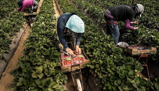 Se caută muncitori în agricultură pentru Spania - secautacapsunari-1453314098.jpg