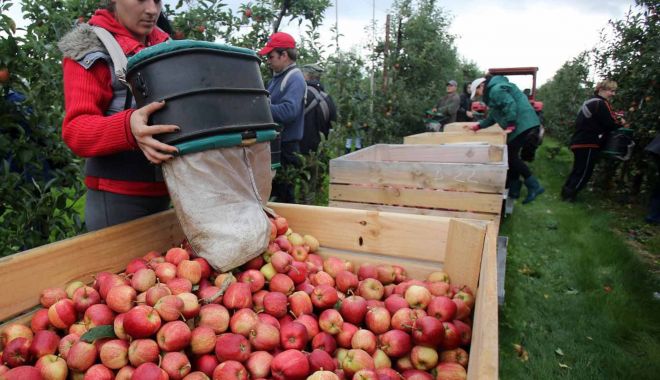 Se caută culegători de fructe pentru Olanda - secautaculegatori-1563997493.jpg