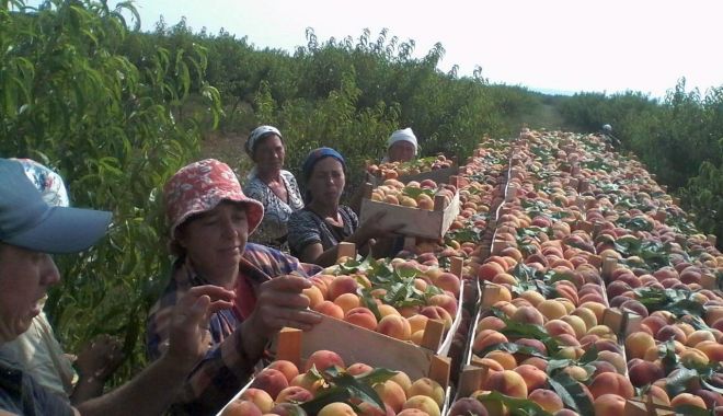 Se caută culegători de fructe pentru Olanda - secautaculegatori-1567354944.jpg