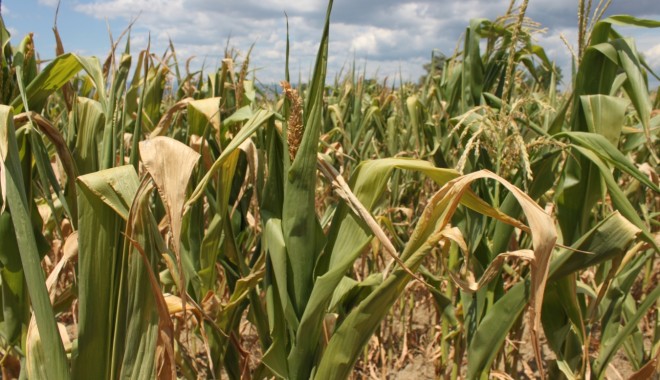 Proiect pentru acordarea de ajutoare agricultorilor afectați de secetă - seceta-1344260915.jpg