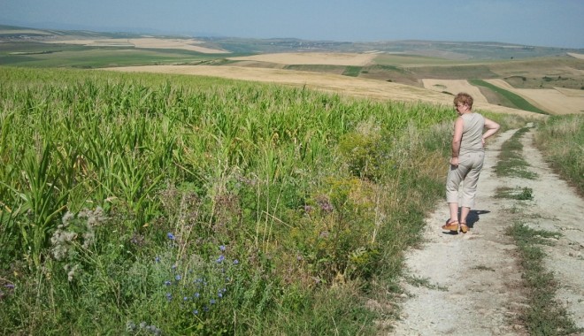 Proiect pentru acordarea de ajutoare agricultorilor afectați de secetă - seceta-1344291341.jpg