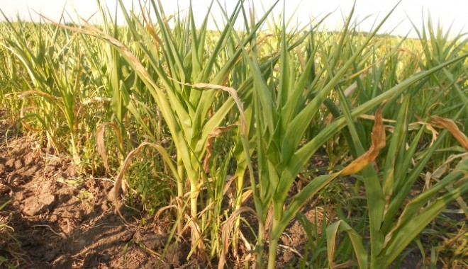 Iată măsurile Ministerului Agriculturii pentru combaterea efectelor secetei și stimularea acestui sector - seceta-1344429840.jpg
