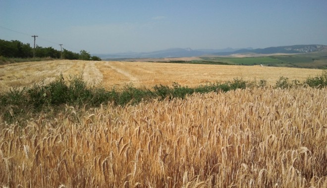 S-a decis! Fermierii constănțeni primesc 100 de lei pentru fiecare hectar afectat de secetă - seceta-1346581440.jpg