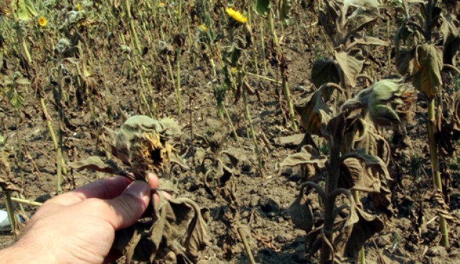 Agricultorii constănțeni, încă ținuți în șah de secetă - seceta-1350407722.jpg