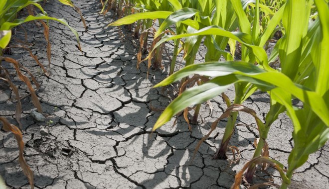 Veste nu tocmai bună pentru agricultorii dobrogeni: Deficit de apă în sol - seceta-1369819911.jpg