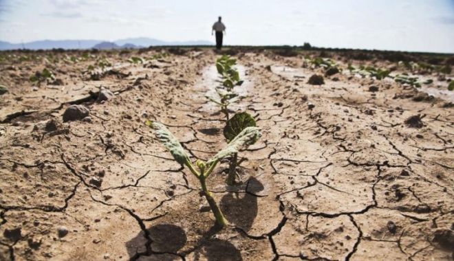 Culturile agricole din județul Constanța sunt cele mai afectate de secetă - seceta-1591355914.jpg
