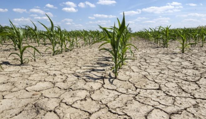 SECETA FACE RAVAGII! Ministrul Agriculturii: "Nu mai avem apă pentru a iriga"