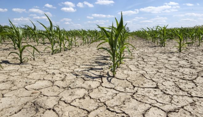 Suprafețele agricole calamitate se apropie de 352.000 de hectare - seceta-1660744379.jpg