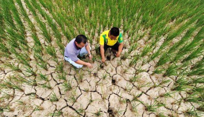 ANM: Fenomenul de secetă se semnalează în cea mai mare parte a regiunilor agricole - seceta0877a82f5f2a-1346771542.jpg