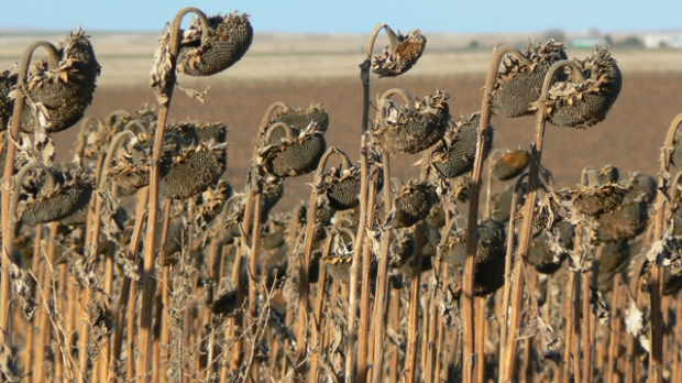 Constănțenii pot depune cereri, la Direcția pentru Agricultură, pentru ajutorul pentru secetă - seceta43457100-1347261052.jpg