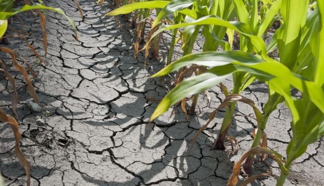 Adrian Oros: Culturile de primăvară, afectate pe o suprafaţă de aproximativ un milion de hectare - seceta4449320046677500-1601976080.jpg