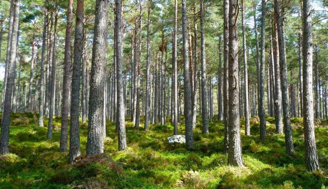Se dau bani pentru serviciile de silvomediu, climatice şi conservarea pădurilor - sedaubani-1613134990.jpg
