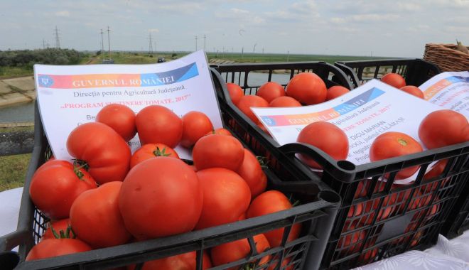 Se fac plățile pentru programul de tomate - sefacplatileprogramtomate-1559943465.jpg