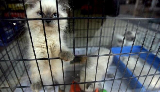 Se înființează Poliția Animalelor - seinfiinteazapolitiaanimalelor-1408555463.jpg