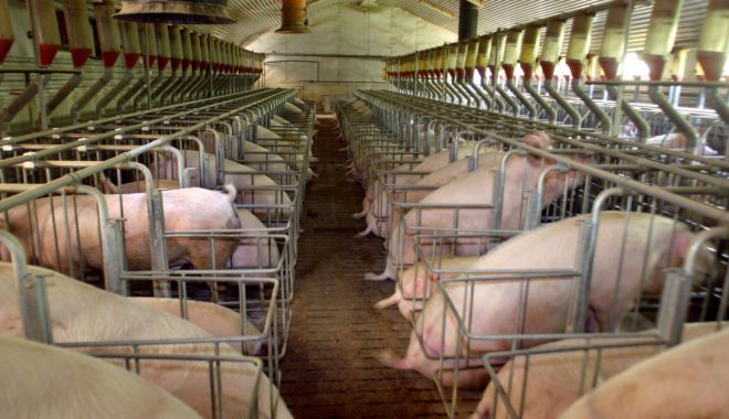 Se pot depune cereri pentru „Bunăstarea animalelor” - sepotdepunecereri-1610026787.jpg