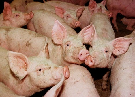 Ce efective de porcine spune INS că existau la 1 mai - sepotdepunecererilepentrumc483su-1347606988.jpg