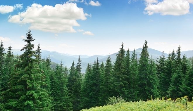 Se primesc cererile de finanțare pentru servicii de silvomediu, servicii climatice și conservarea pădurilor - seprimesccereriledefinantarepent-1583240716.jpg