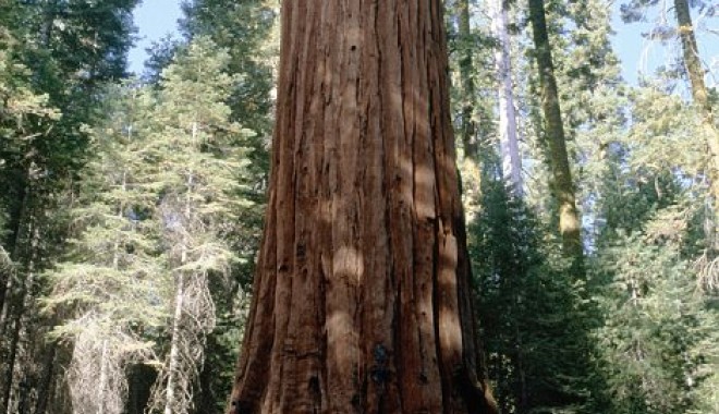 Foto/ Imagini incredibile cu cei mai mari copaci din lume - sequoia-1353401653.jpg
