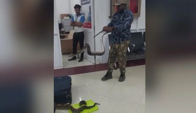 Cu ce a urcat o femeie în avion și nimeni nu a știut. La destinație toată lumea s-a șocat