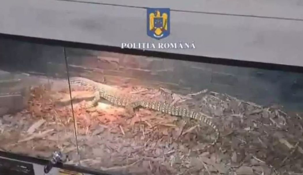 Șerpi, tarantule și scorpioni, găsite în apartamentul unui român. Explicația tânărului a șocat autoritățile