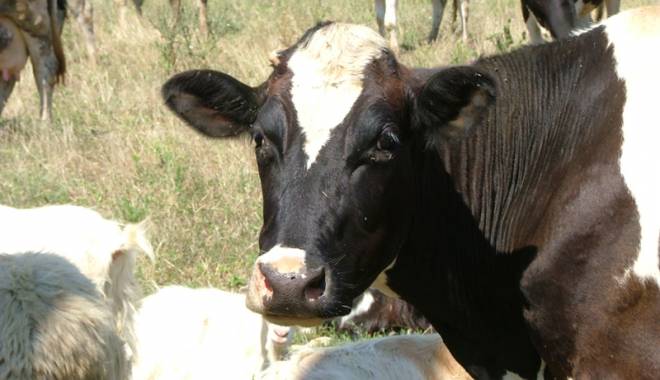 Se simplifică acordarea ajutor de stat pentru creșterea animalelor - sesimplificaacordarea-1455458580.jpg