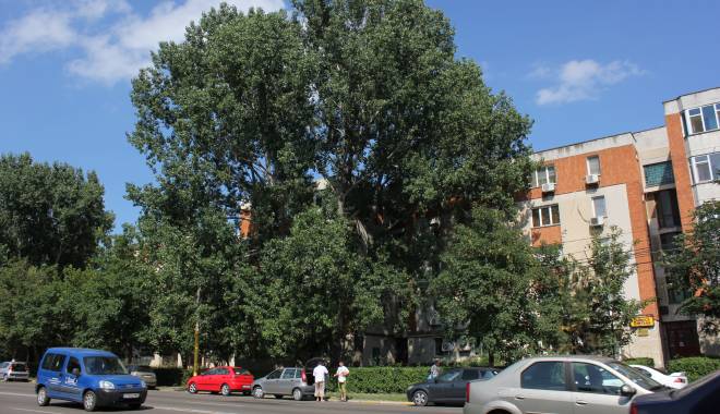 ANM. Cum va fi vremea astăzi, la Constanța - sesizareplopibulevardul1mai2-1432710254.jpg