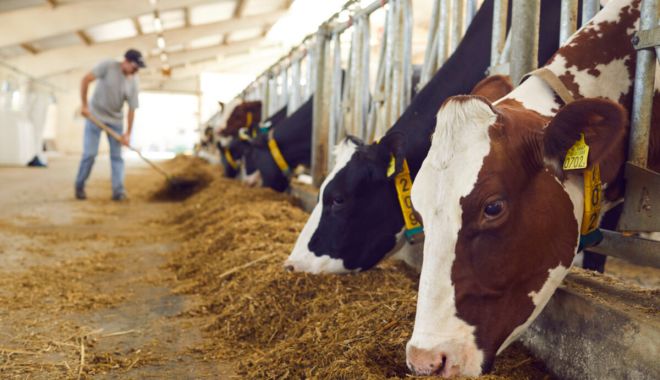 APIA eliberează adeverinţe pentru solicitanţii schemei de ajutor de stat în sectorul creşterii animalelor - shutterstock19256889621200x900-1692898852.jpg