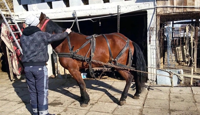 Și-a vărsat nervii pe un cal, după un scandal la un botez - siavarsat-1503236894.jpg