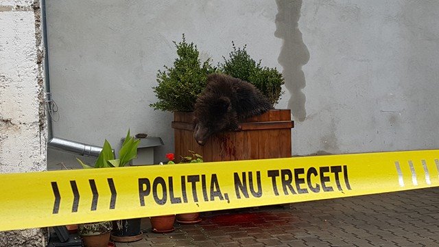 Protest în Sibiu, după uciderea ursului care scăpase pe străzi - sibiu-1476512470.jpg