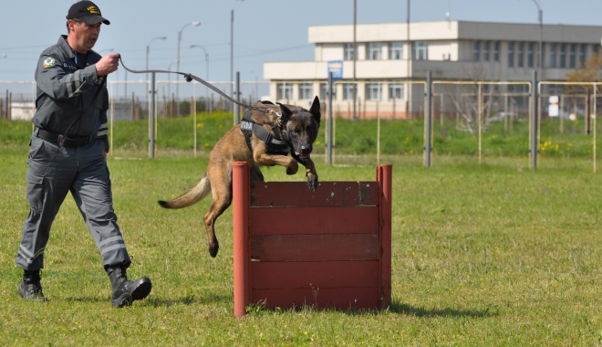 Sid, unul dintre cei mai performanți câini ai Vămii Române, iese la pensie - sidcainelecareieselapensie-1498494197.jpg