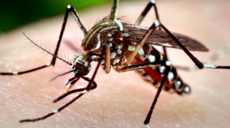 Țânțarii ucigași fac noi victime în România. Un alt deces confirmat după infectarea cu West Nile - simptomewestnile6605820031875800-1565382193.jpg