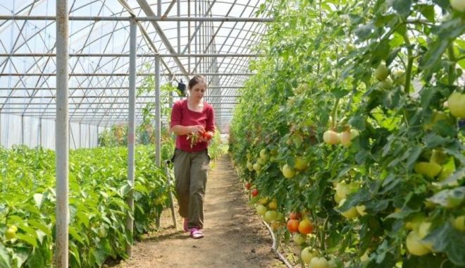 Sindicaliştii din agricultură solicită ajutor de stat pentru legumicultorii mici - sindicalistiidinagricultura-1630334613.jpg
