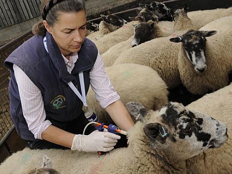 Sistemul sanitar-veterinar se reorganizează - sistemulsanitarveterinarsereorga-1507280283.jpg