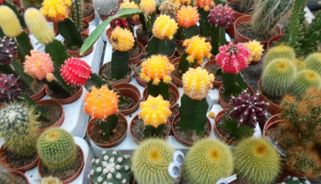 Cactușii de apartament. Cum se îngrijesc - sitecactusi-1401979567.jpg